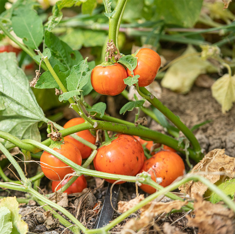 Bitter eggplant Brazilian Oval Orange, Баклажан эфиопский "Бразильский овальный апельсин"